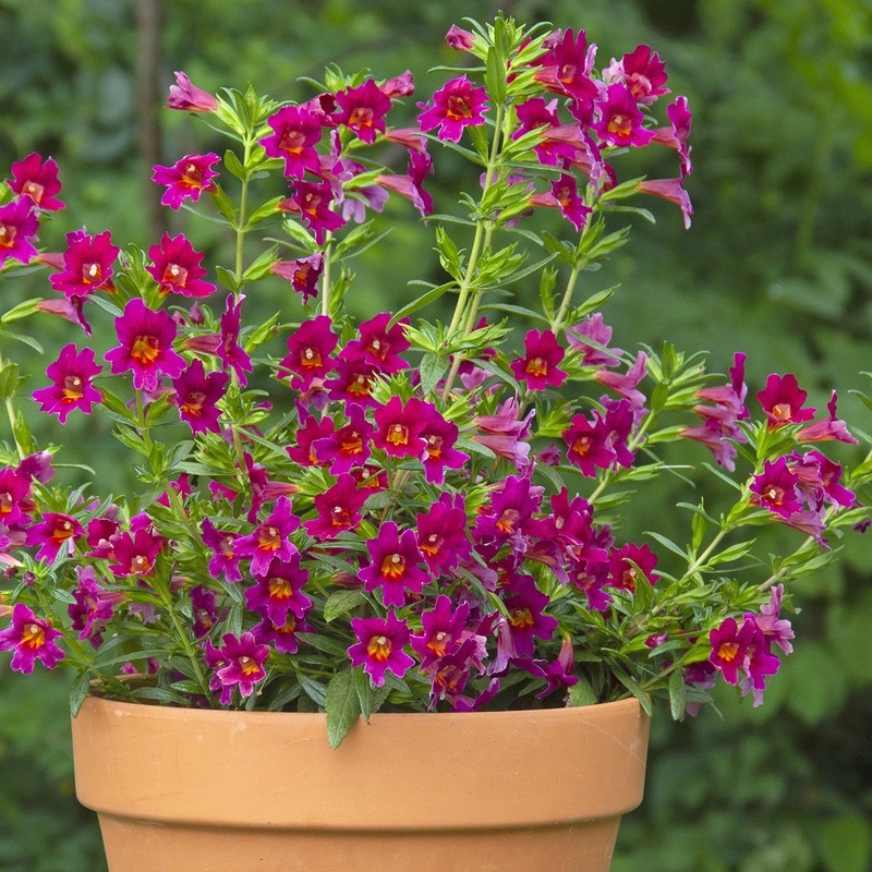 Mimulus Jelly Bean Betabel (Mimulus hybrid)