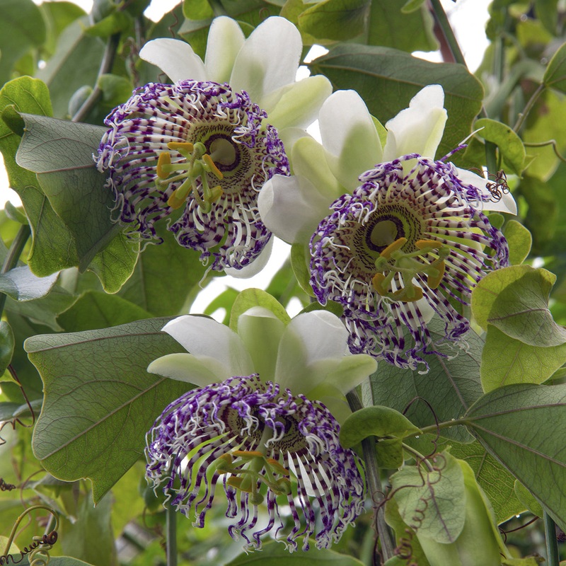 Passion Flower sidiflora (Passiflora sidiflora)