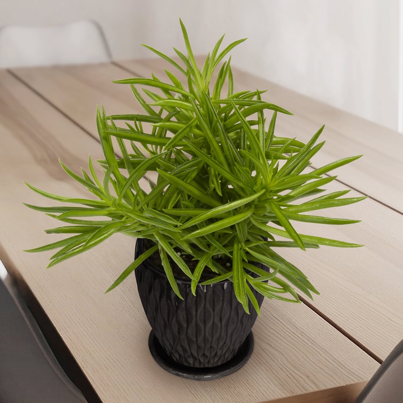 Peperomia Happy Beans (Peperomia ferreyrae)