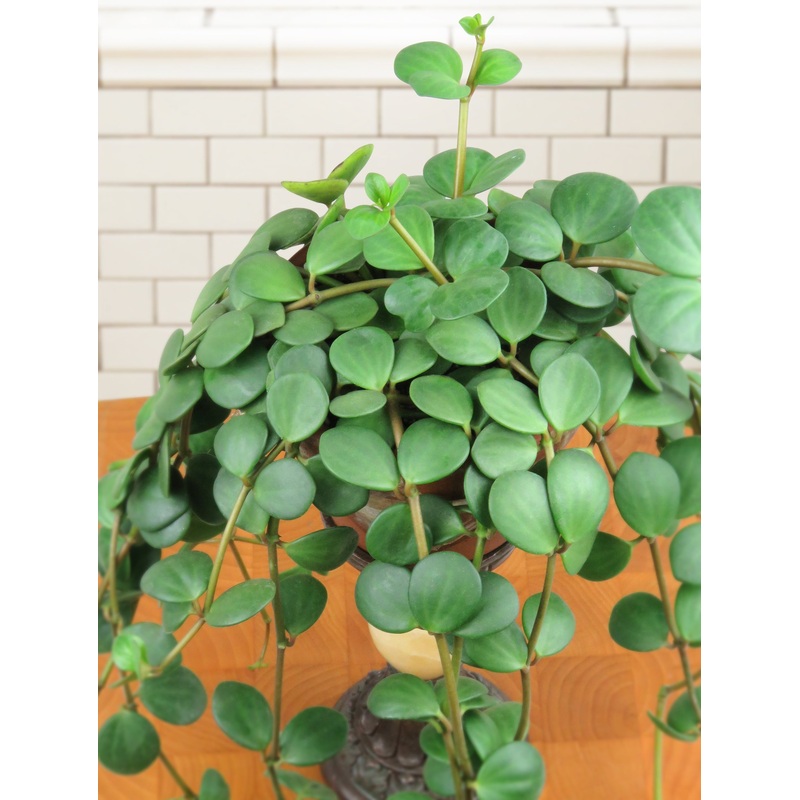 Peperomia Hope (Peperomia hybrid)