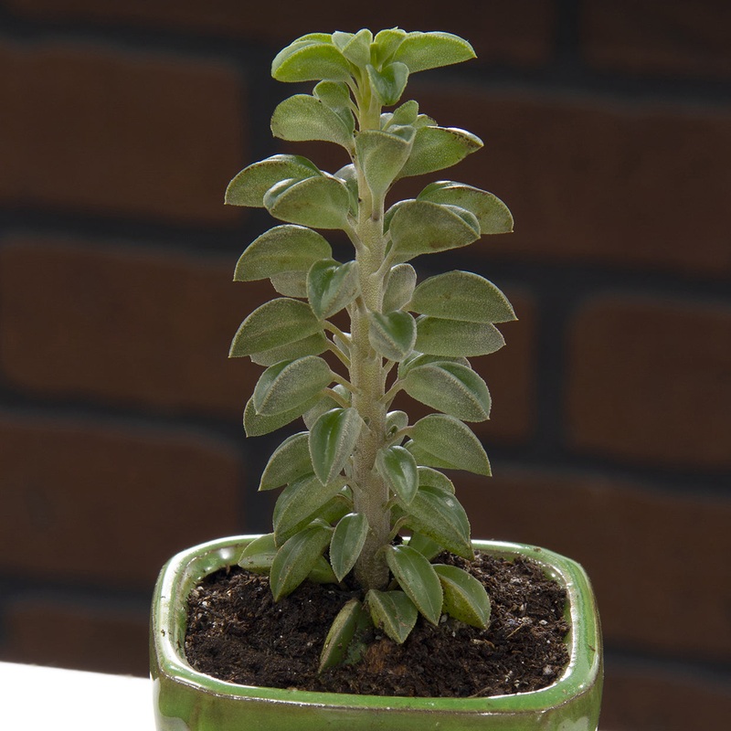 Peperomia Wolfgang (Peperomia wolfgang-krahnii)