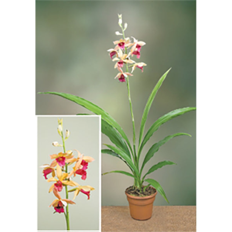 Phaius Orchtoberfest AM/AOS (Phaius microburst hybrid)