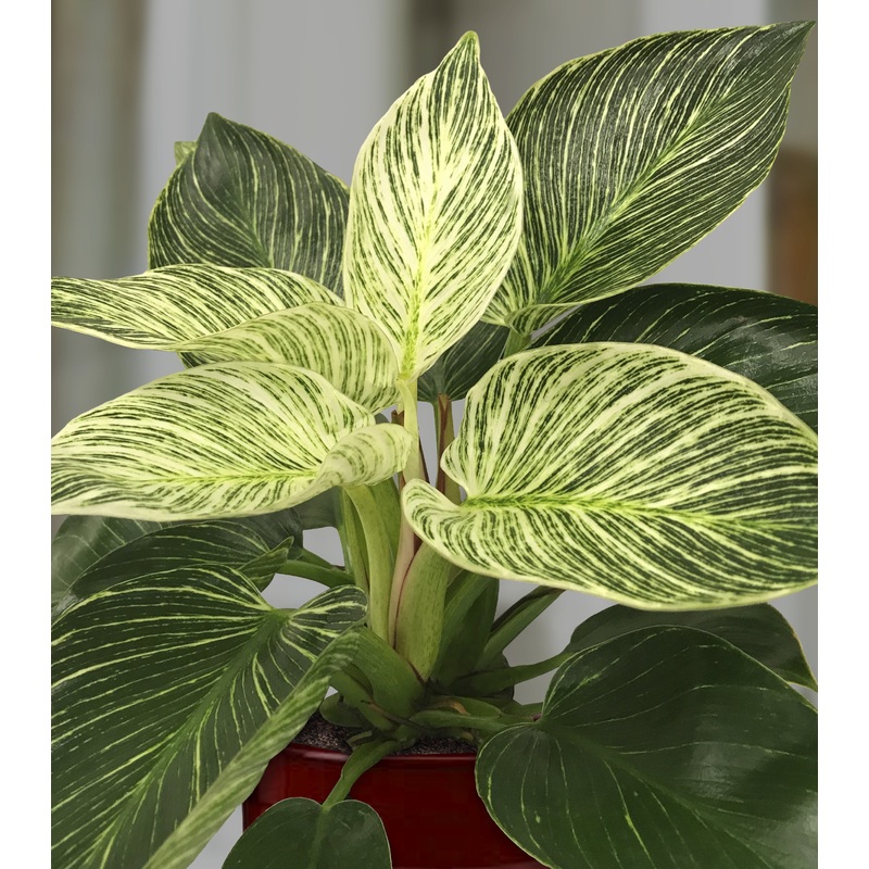 Philodendron Birkin (Philodendron hybrid)