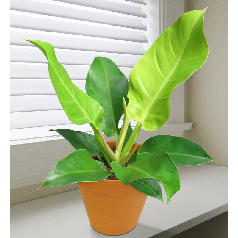 Philodendron Moonlight (Philodendron hybrid)