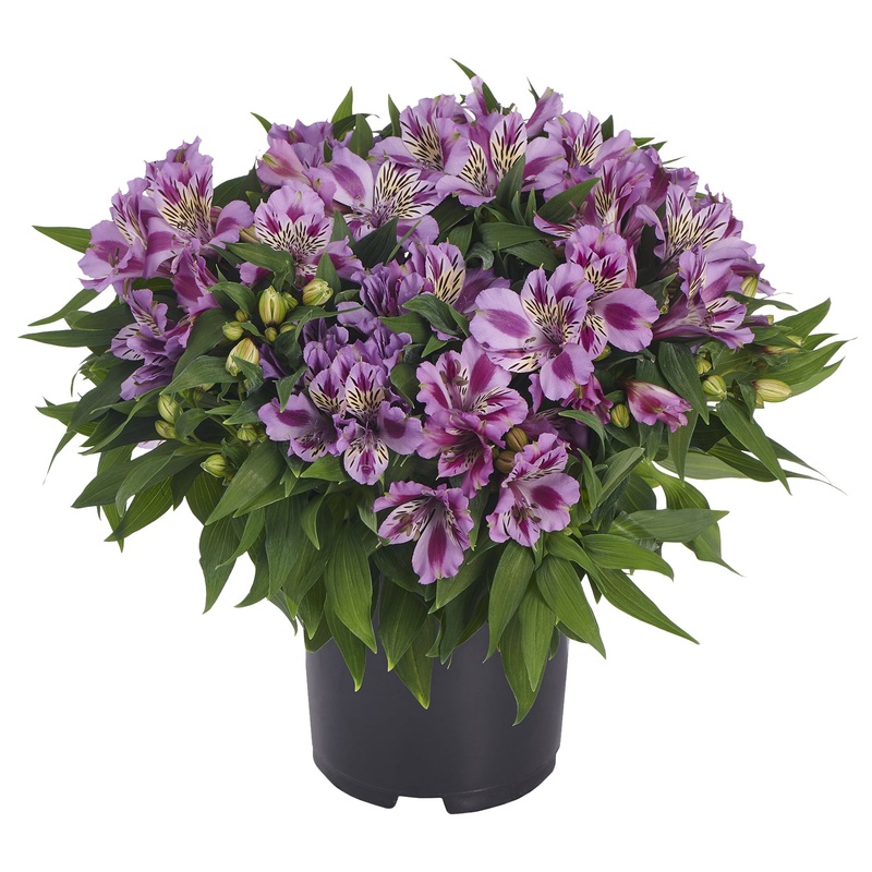 Princess Lily Mulan PP (Alstroemeria hybrid)