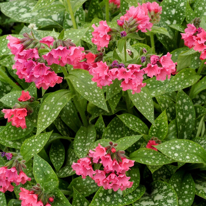 Pulmonaria Shrimps on the Barbie PPAF (Pulmonaria hybrid)