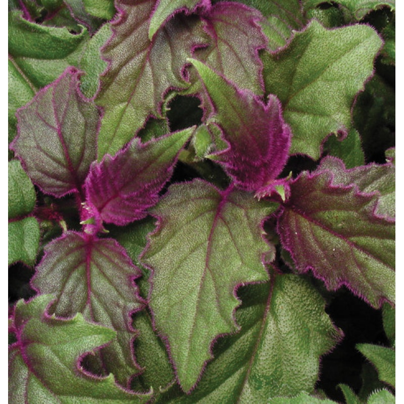 Purple Passion Vine (Gynura sarmentosa)