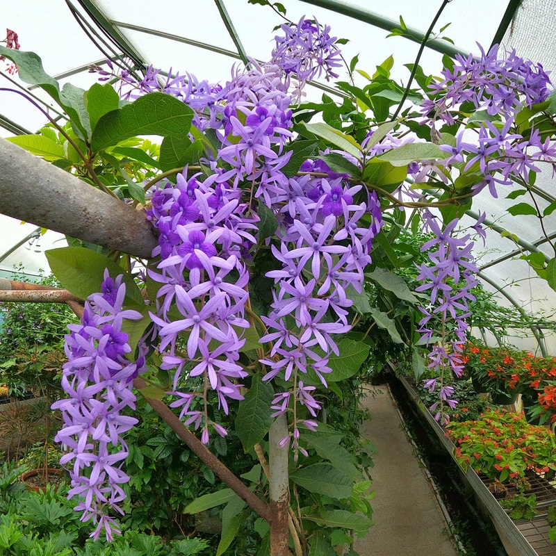 Purple Queens Wreath Vine (Petrea racemosa)