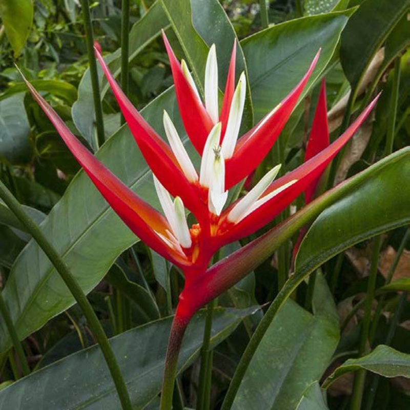 Red Christmas Heliconia (Heliconia angusta ‘Red Christmas’)