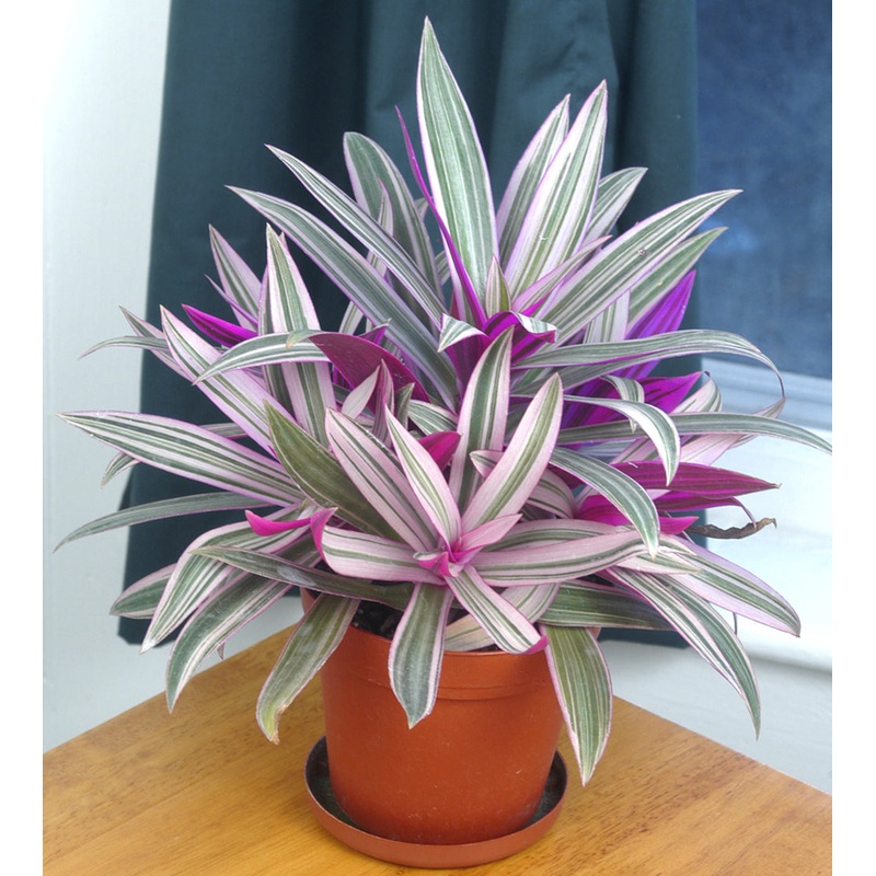 Rhoeo Tricolor (Tradescantia spathaea)