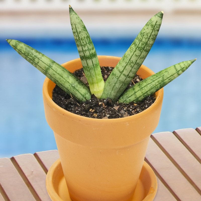 Sansevieria Baby Boncel (Sansevieria cylindrica)