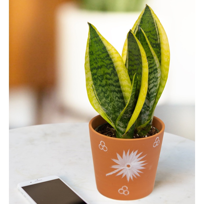 Sansevieria Laurentii Superba (Sansevieria hybrid)
