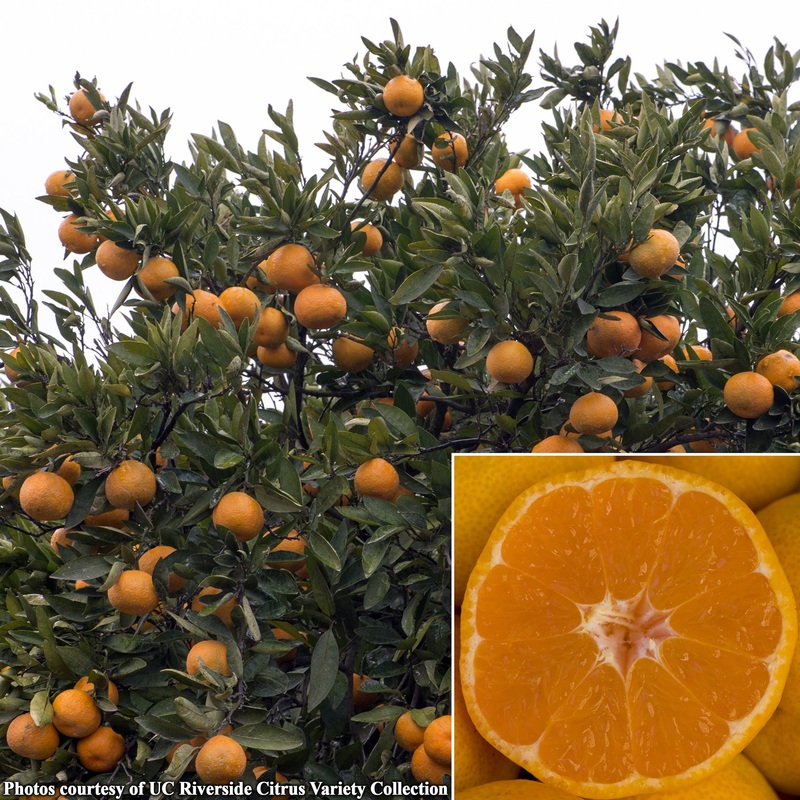 Satsuma Mandarin Orange Tree Frost Owari (Citrus unshiu)