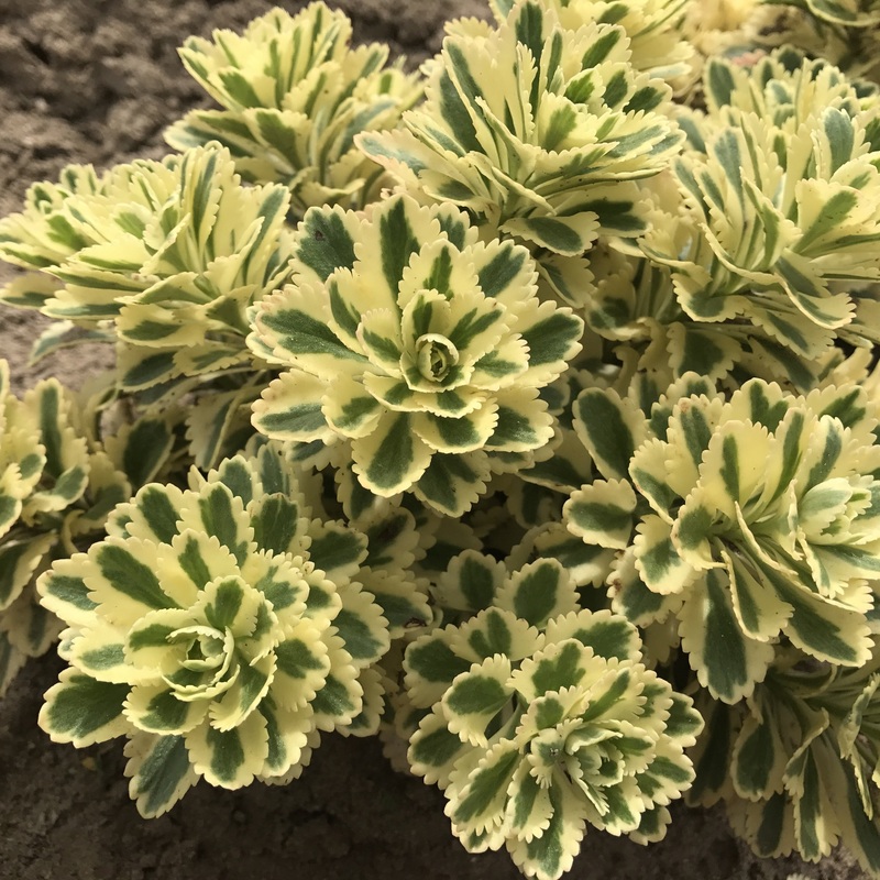 Sedum Atlantis PP (Sedum takesimense)