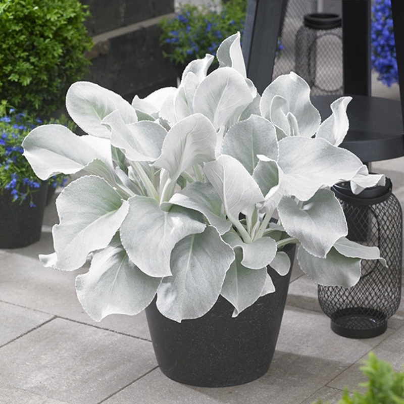 Senecio Angel Wings (Senecio candicans)