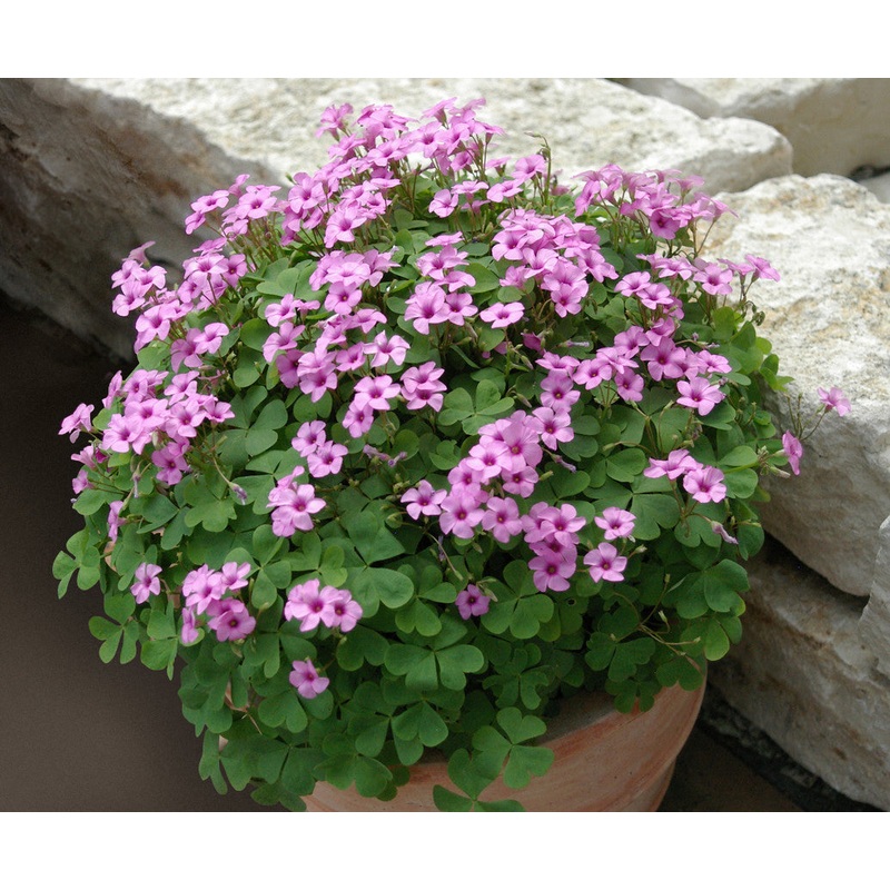 Shamrock Plant Pink Pillow (Oxalis articulata)