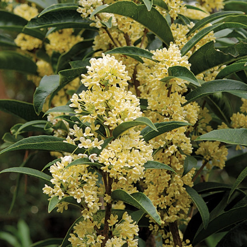 Sweet Olive Fudingzhu (Osmanthus fragrans)