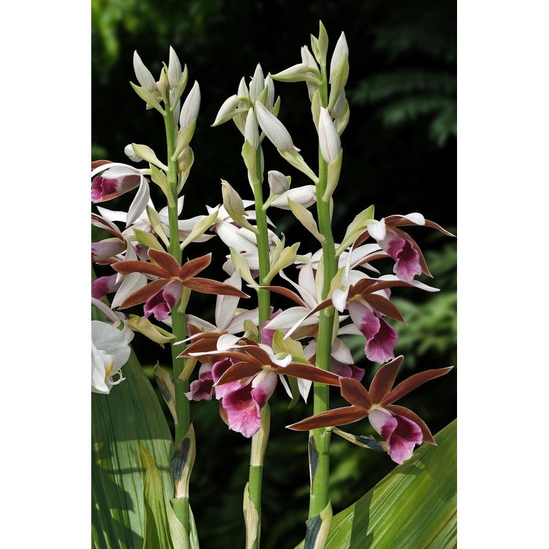 Terrestrial Orchid Lady Tankerville (Phaius tankervilleae)