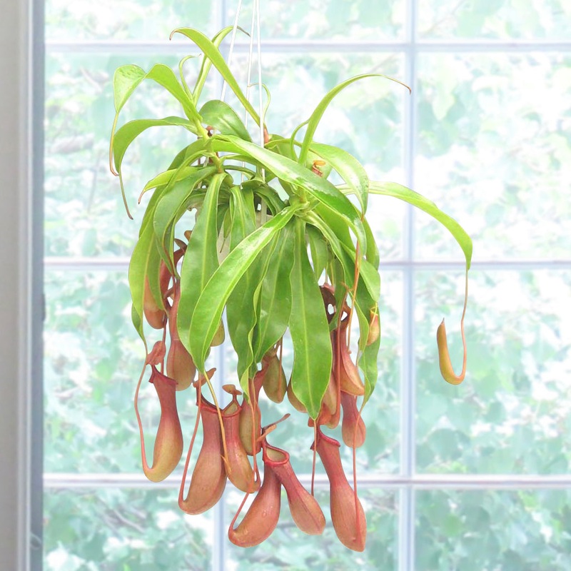 Tropical Pitcher Plant Alata (Nepenthes alata)