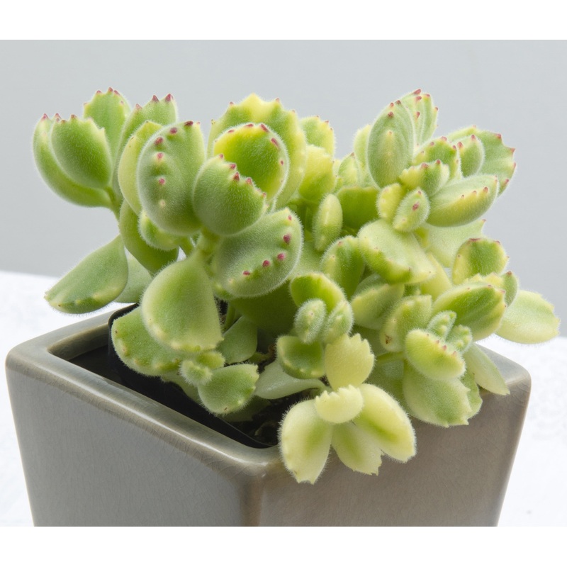 Variegated Bears Paw (Cotyledon Ladismithiensis Variegata)