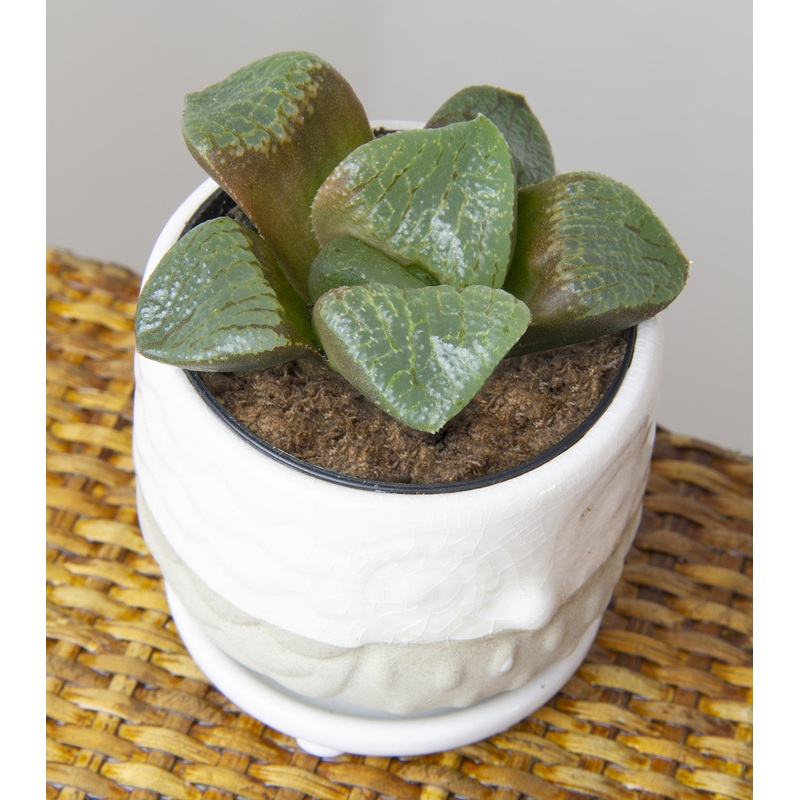Variegated Haworthia Saiko (Haworthia hybrid)