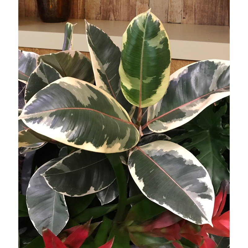 Variegated Rubber Plant Tineke (Ficus elastica hybrid)