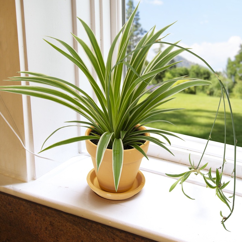 Variegated Spider Plant (Chlorophytum comosum Variegatum)
