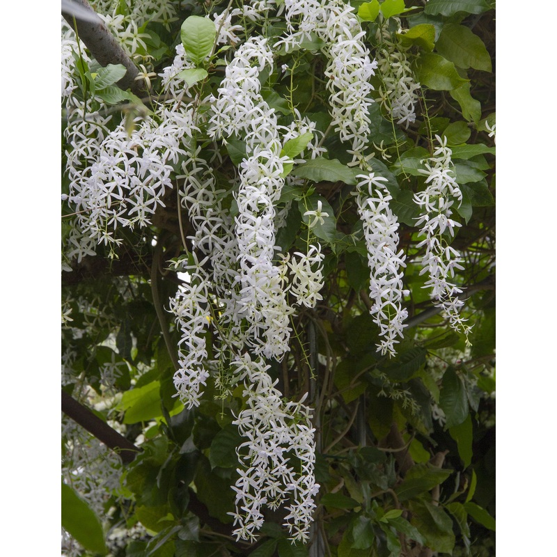 White Queens Wreath (Petrea volubilis Alba)