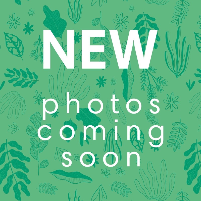 Yarrow – Achillea macrophylla|23cm|-