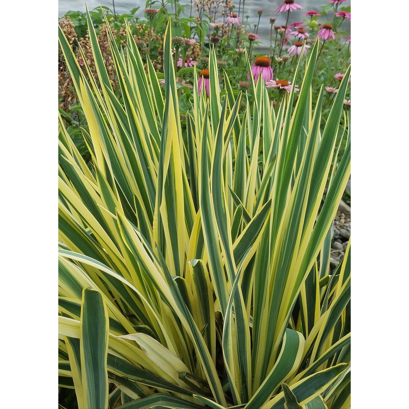 Yucca Bright Edge (Yucca filamentosa hybrid)