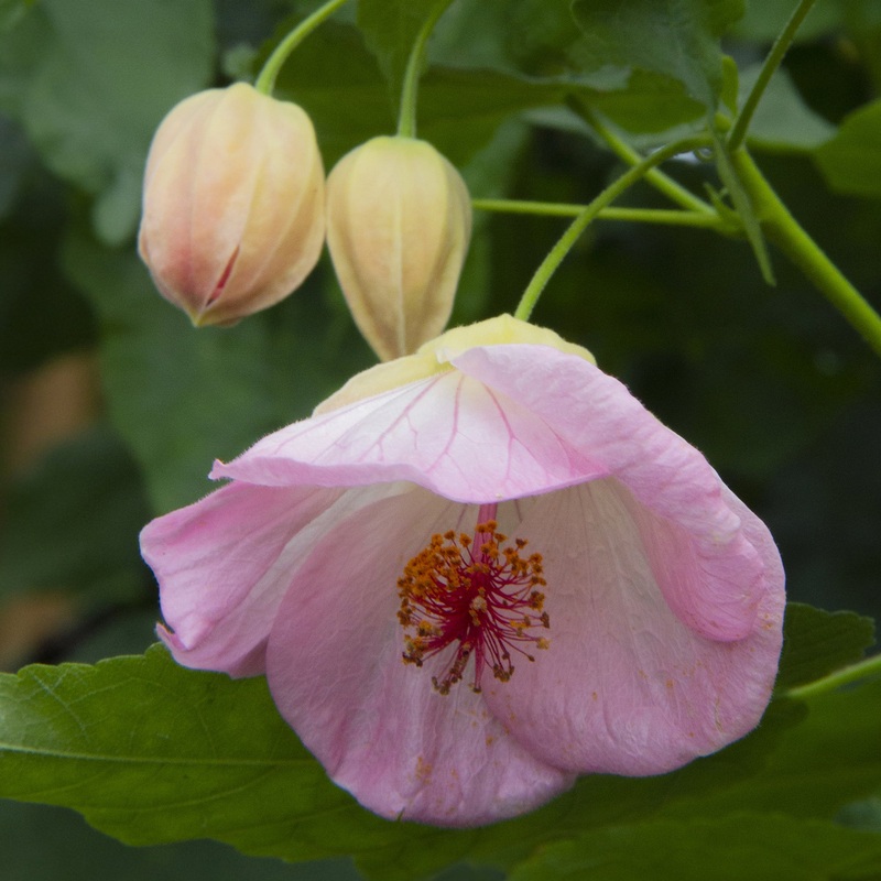Abutilon Pink Parachute (Abutilon hybrid)