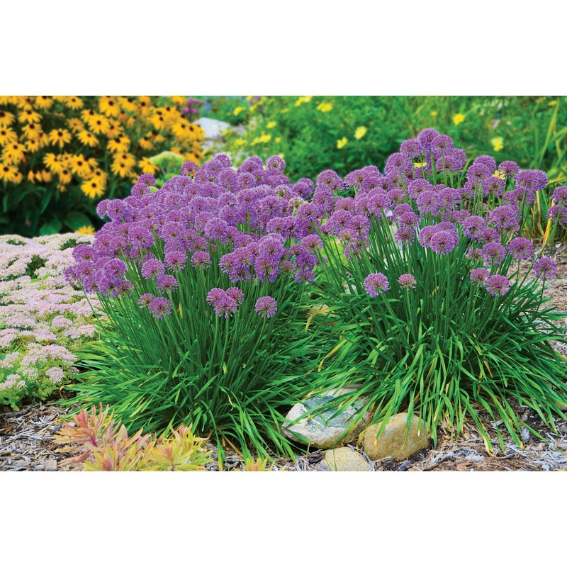 Allium Millenium (Allium hybrid)