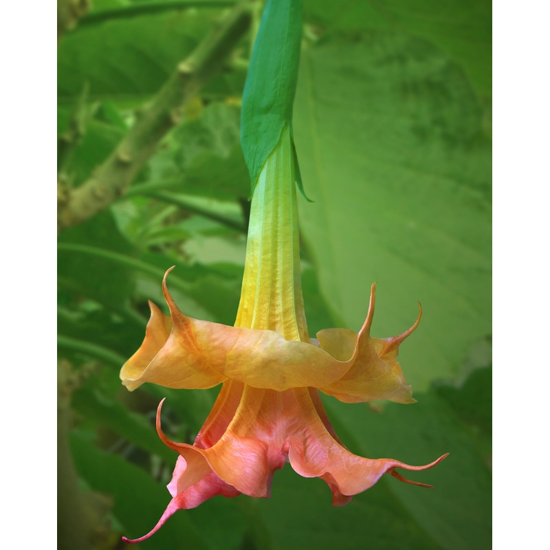 Angels Trumpet Angels Coral Sunset (Brugmansia hybrid)