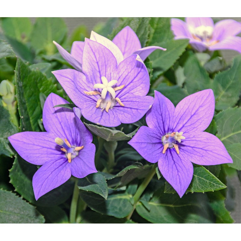 Balloon Flower (Platycodon grandiflorus)