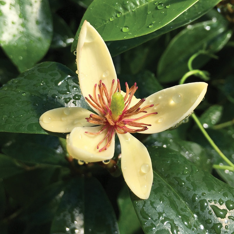 Banana Shrub Hagiwara (Magnolia figo Hagiwara)
