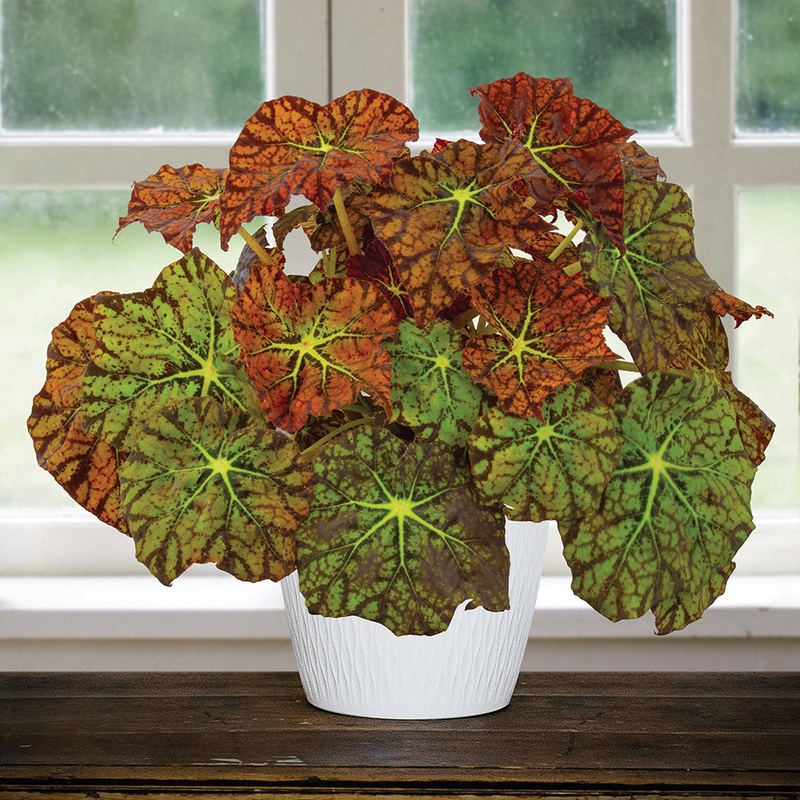 Begonia Amelia’s Kaleidoscope (Begonia rhizomatous hybrid)