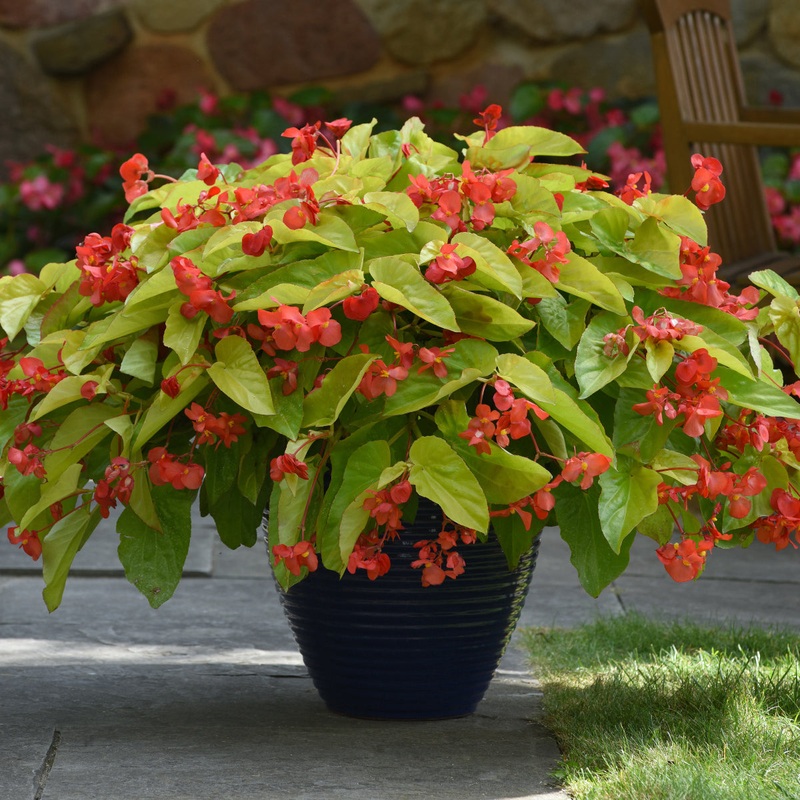 Begonia Canary Wings PP (Begonia hybrid)