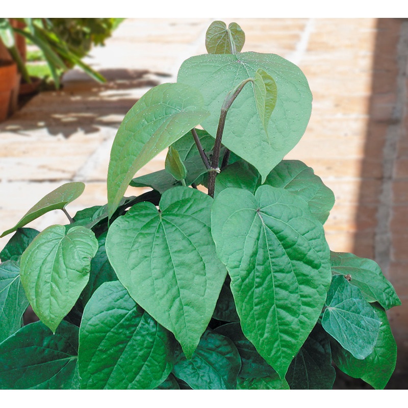 Betel Leaf (Piper betle)