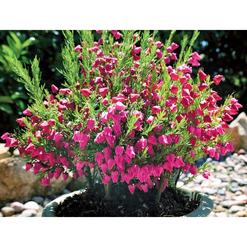 Boronia Mothers Day (Boronia molloyae)
