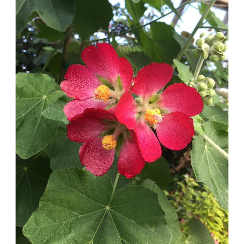 Bush Mallow (Phymosia umbellata)