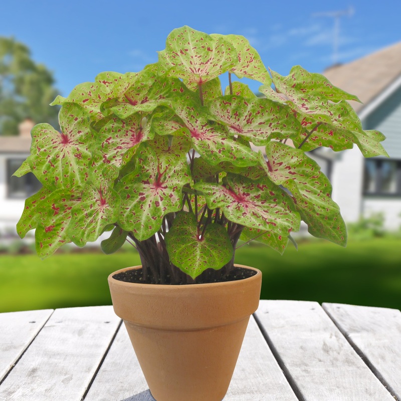 Caladium Miss Muffet (Caladium hybrid)