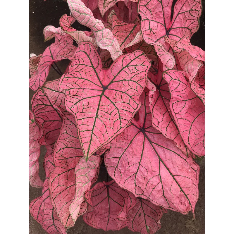 Caladium Spring Fling (Caladium hybrid)