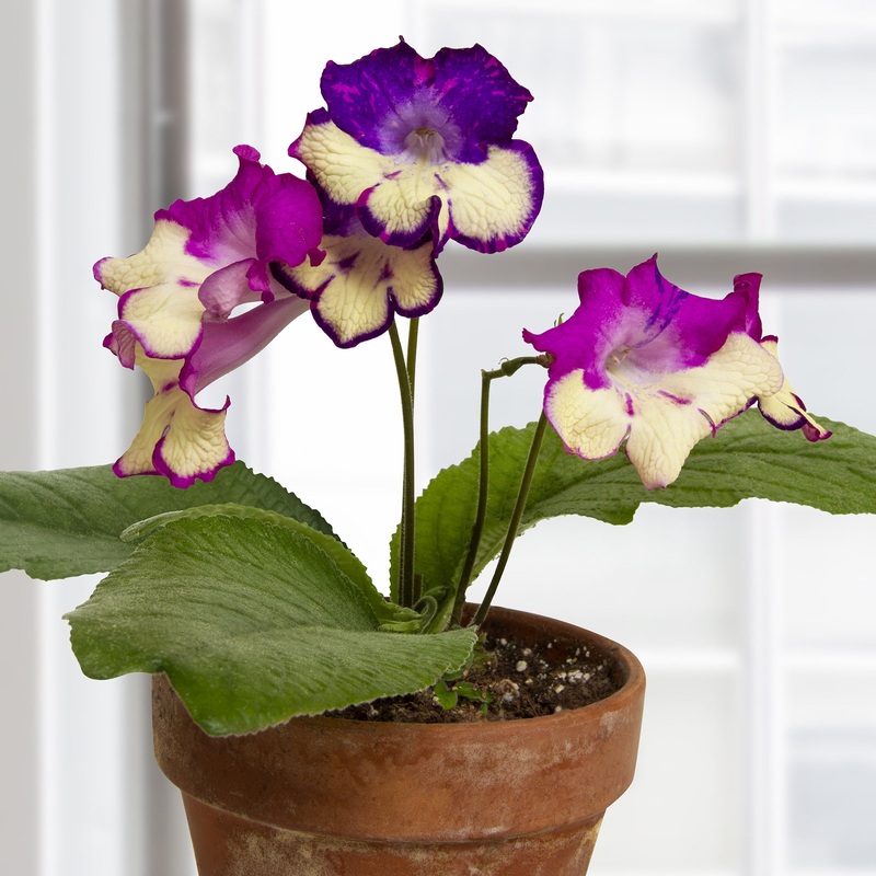 Cape Primrose Joy (Streptocarpus hybrid)
