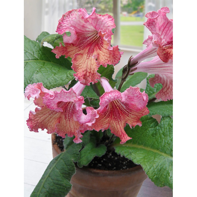 Cape Primrose Listy (Streptocarpus hybrid)