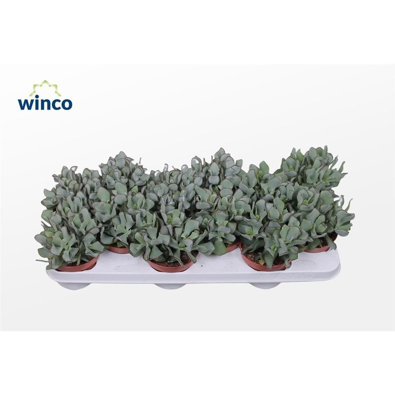 Crassula arborescens subsp. undilatifolia – Curly Jade Plant