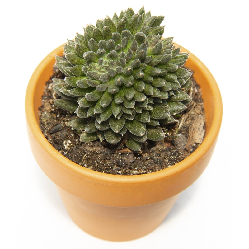 Crested Sedum (Sedum indicum var. yunnanense)