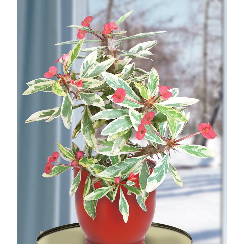 Crown of Thorns ‘Peppermint Candy’ (Euphorbia milii)