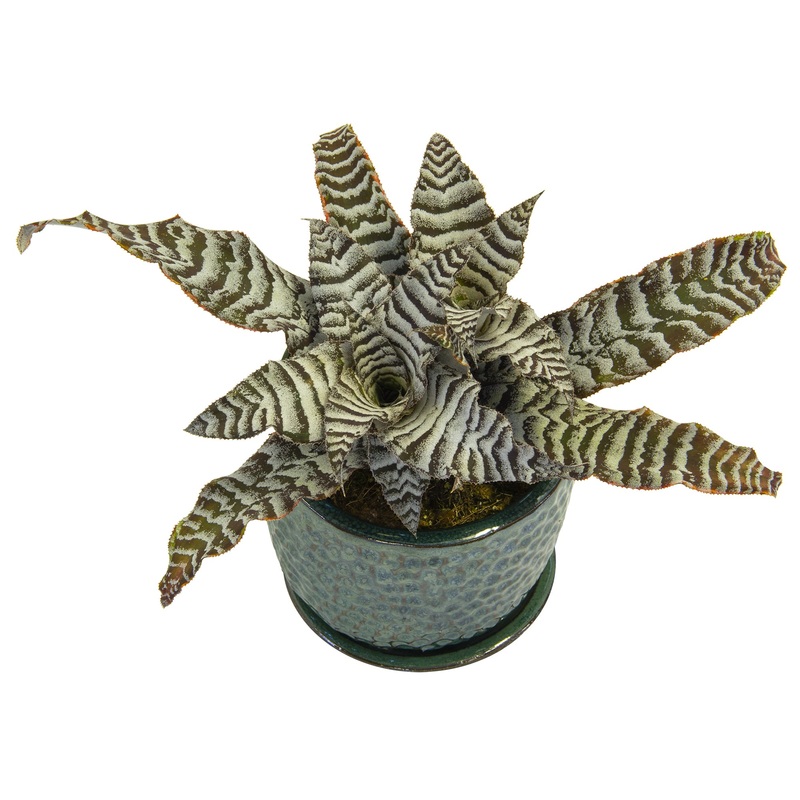 Cryptanthus Absolute Zero (Cryptanthus hybrid)