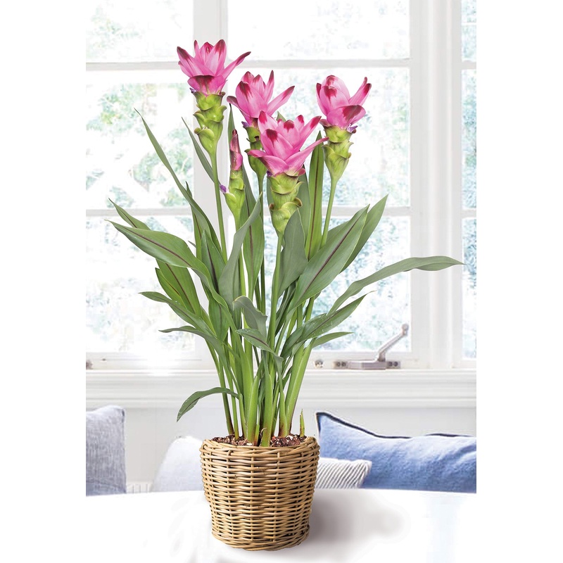 Curcuma Siam Splash (Curcuma alismatifolia hybrid)
