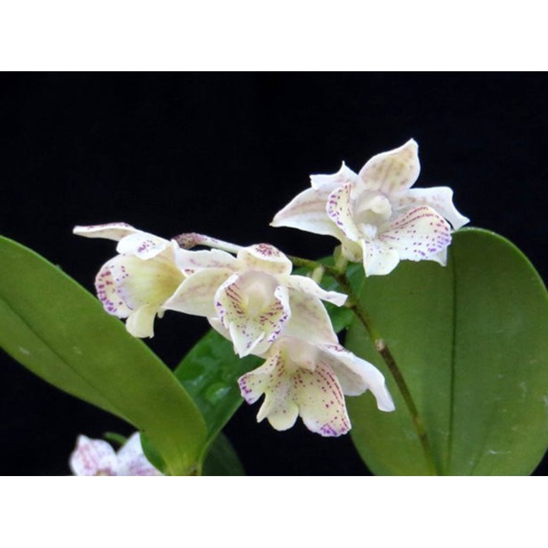 Dendrobium Orchid Micro Chip (Dendrobium aberrans x normanbyense)